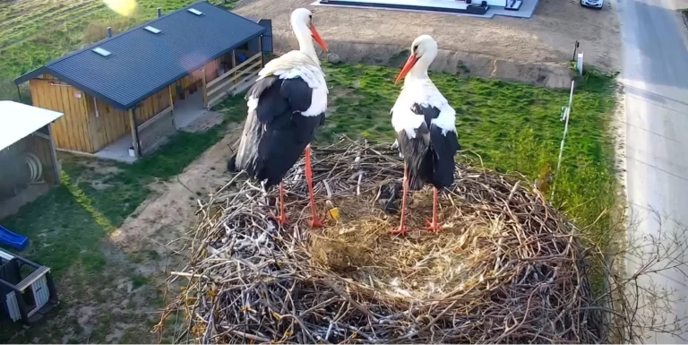 Dwa bociany na gnieździe