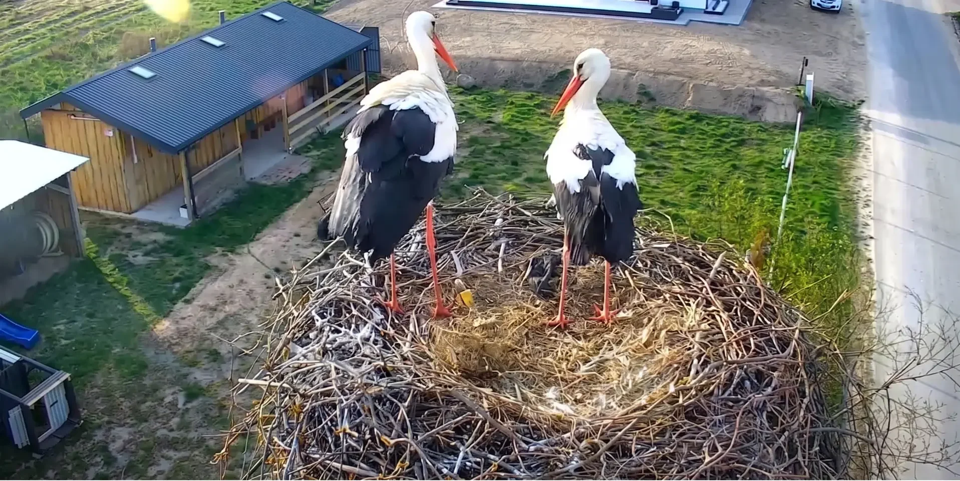 Dwa bociany na gnieździe