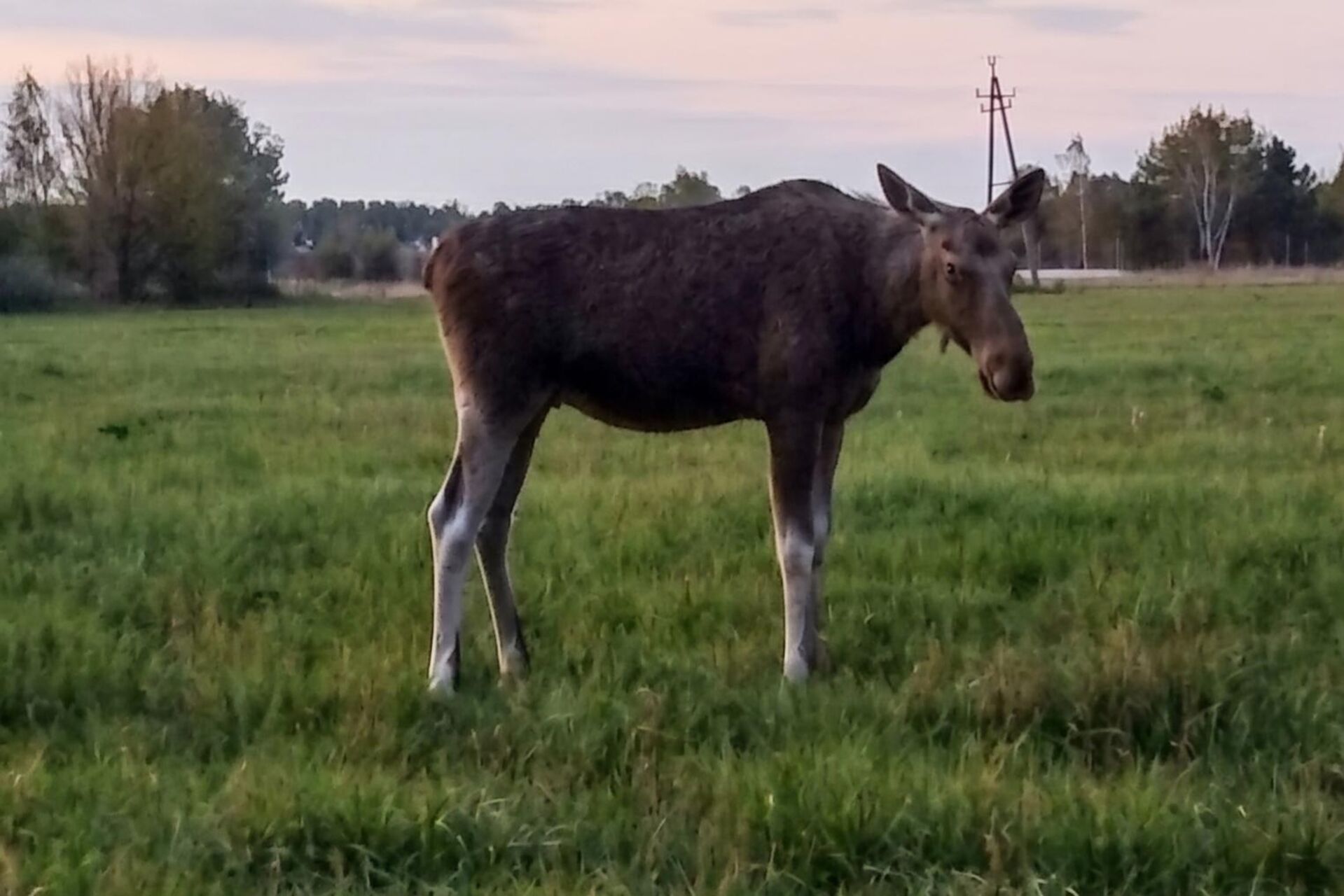 Łoś w Żelkowie