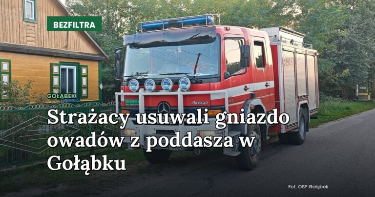 Strażacy usuwali gniazdo owadów z poddasza w Gołąbku — GOŁĄBEK